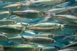 Enda räddningen för fisken – samordning