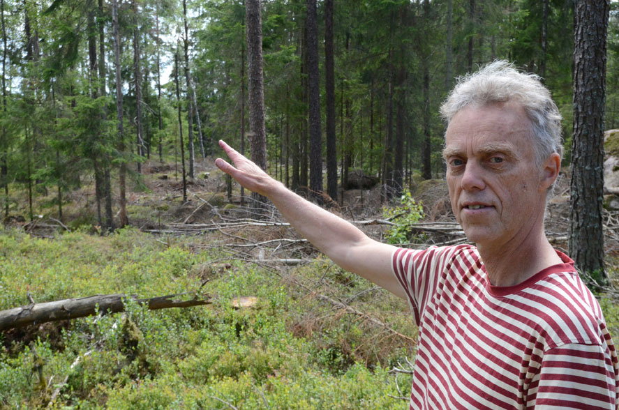 Här får blåbärsskogen vara kvar