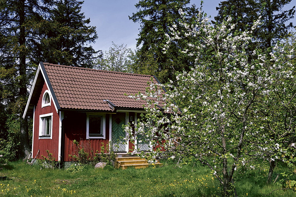 Hundraårig stövelknekt