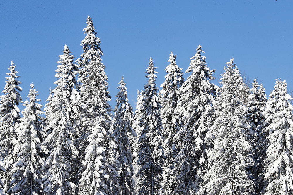 Skogsparadox i biobränsle-utredningen