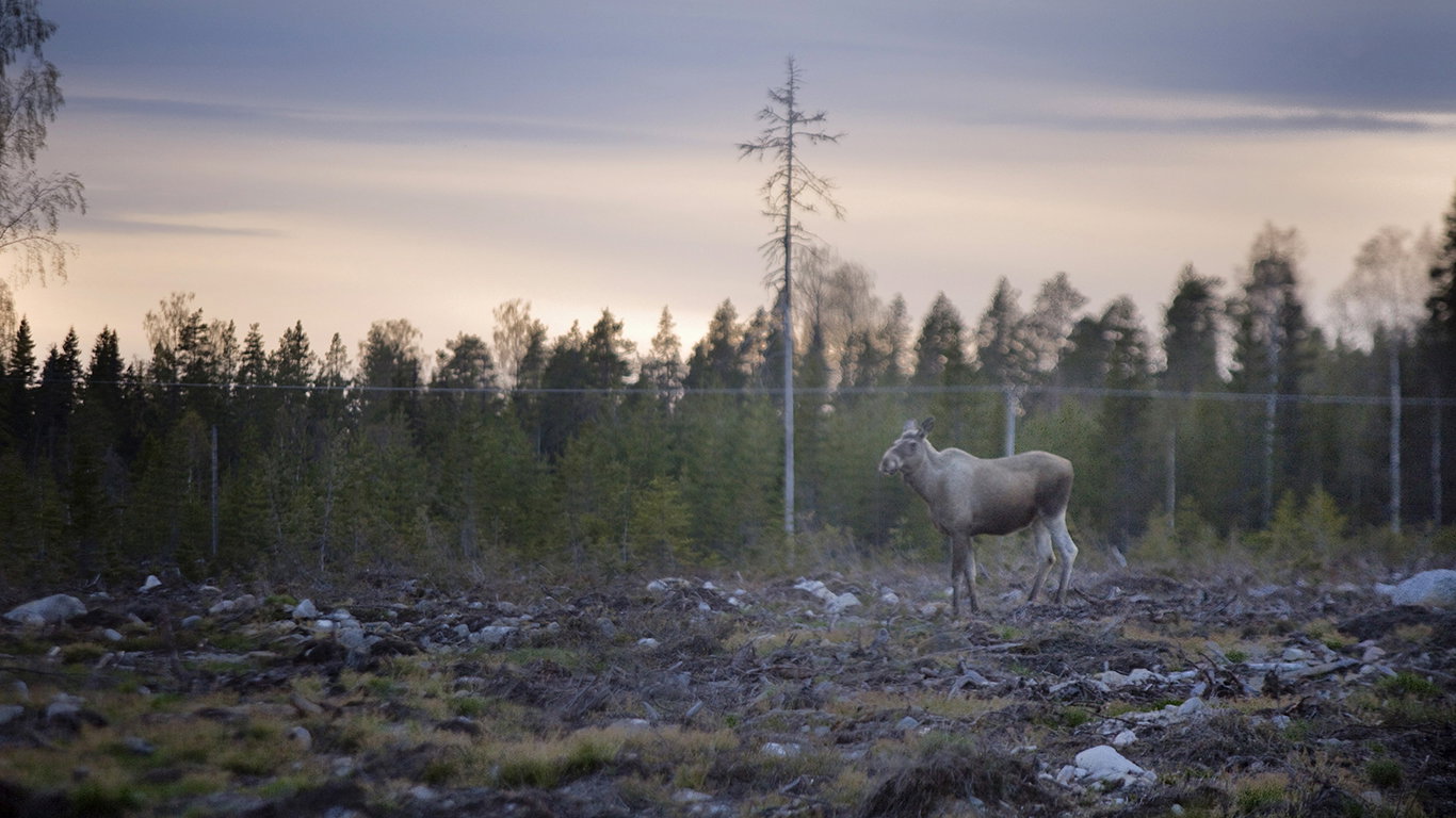 Därför är Sverige ett land av kalhyggen