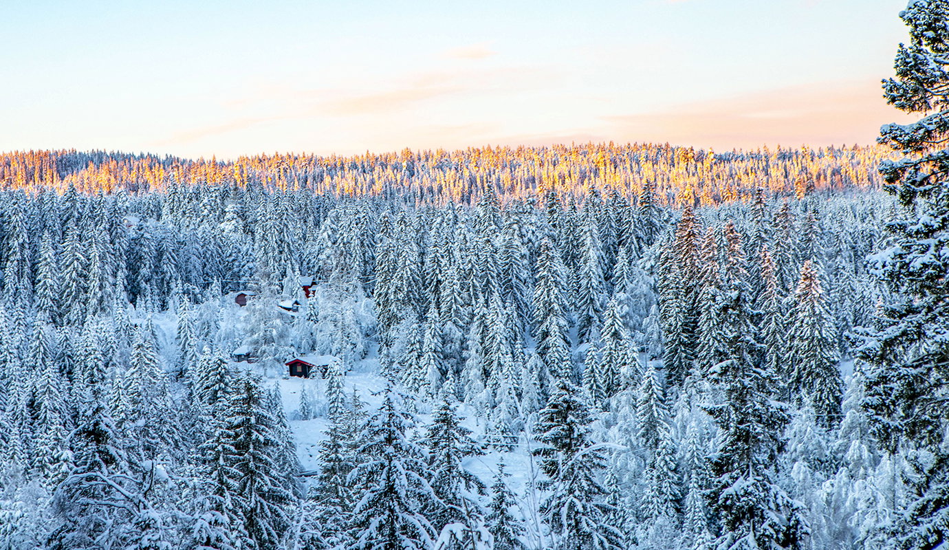 KI vill låta den svenska skogen stå kvar