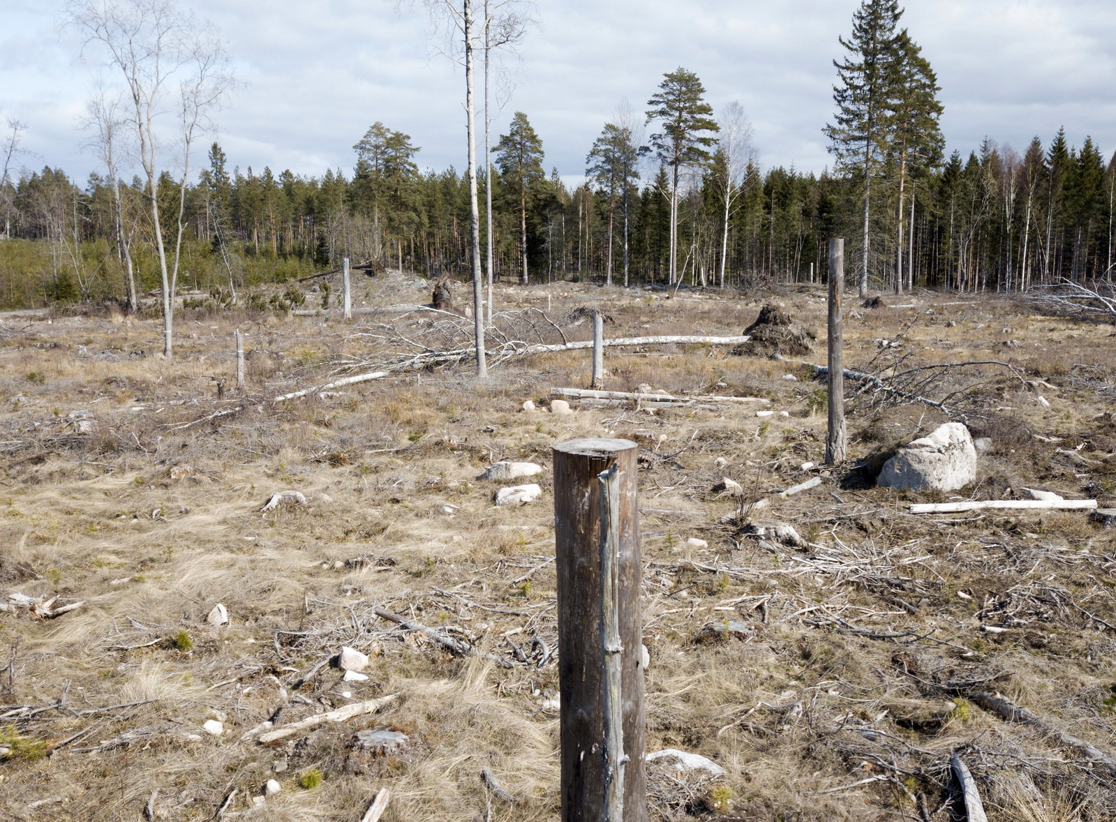 V-medlemmar trotsar ledningen – går till val på utfasat kalhyggesbruk