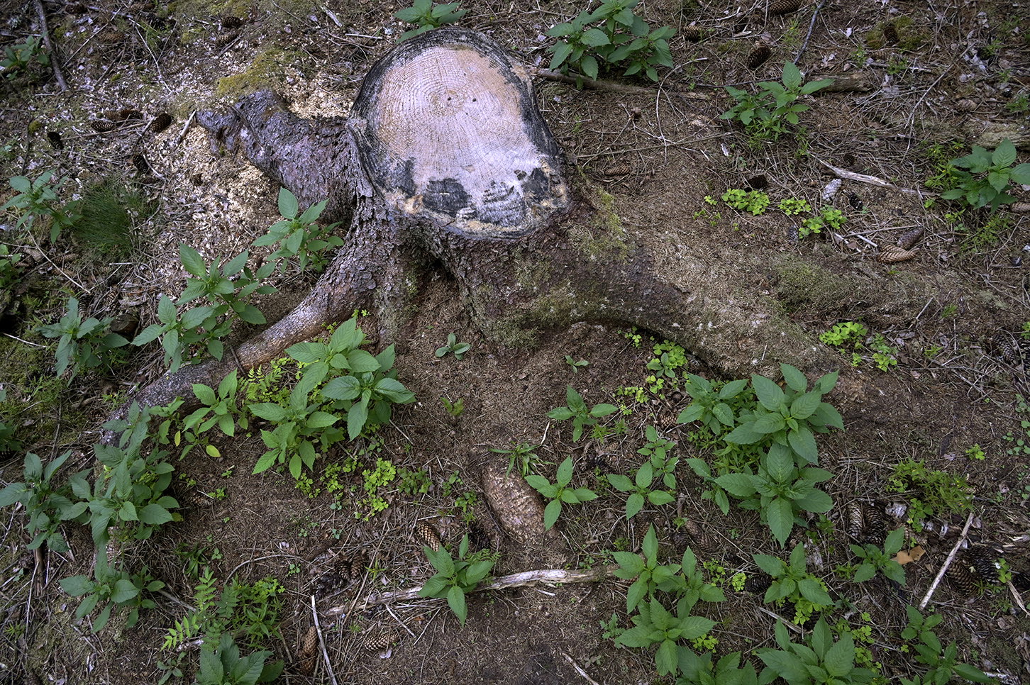 Slaget om ägande och makt står i skogen