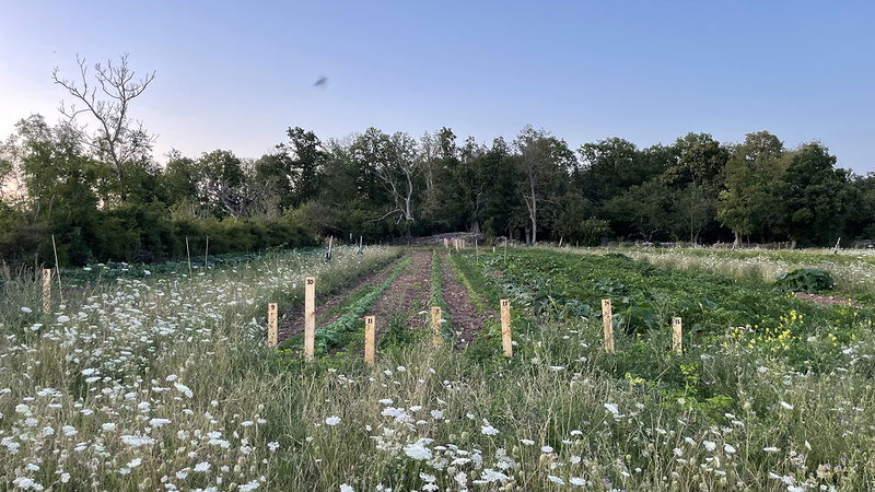 Högsommar på andelsodlingen Kultivator på Öland, juli 2023. Foto: Kultivator.