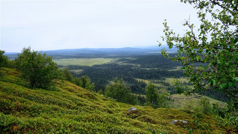 Nära Alsbergets topp har till och med fjällbjörkarna svårt att få fotfäste. Foto: Ingrid Eriksson.