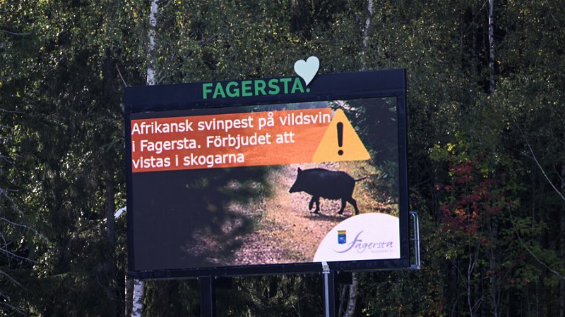Fagersta kommun varnar för svinpesten. Foto: Pontus Lundahl/TT.