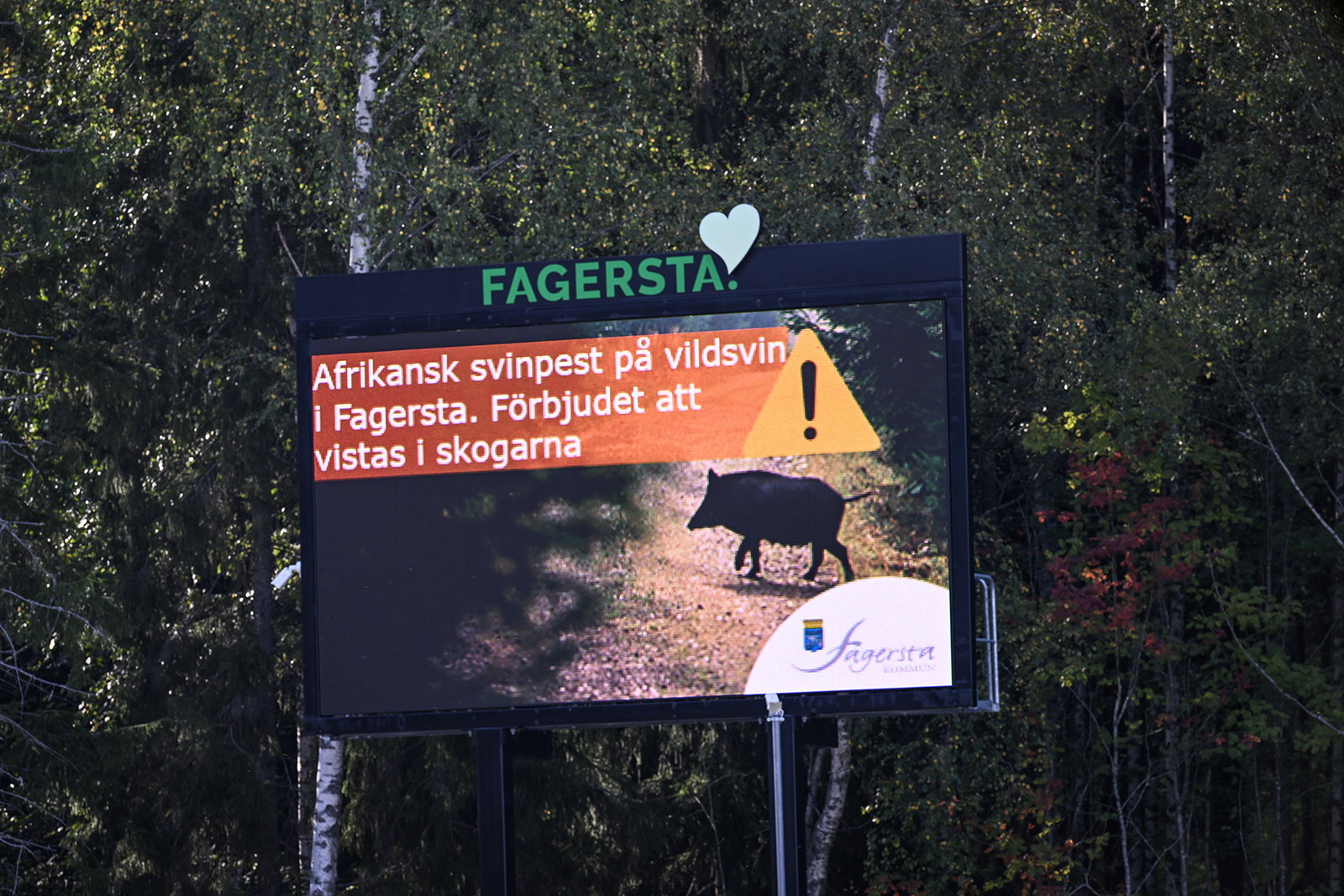 Svinpesten är en mänsklig skapelse