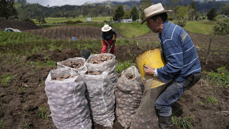 Colombianska bönder skördar potatis inför ett väntat utbrott från vulkanen Nevado del Ruiz i april 2023. Foto: Fernando Vergara/AP.