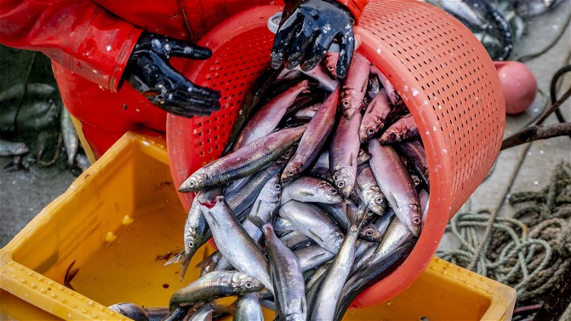 Fiskestopp hjälper inte mot klimatkrisens effekter. Foto: Michael Probst/AP.