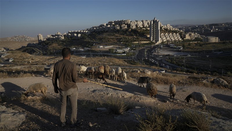 Palestinska herdar utsätts ofta av attacker från israeliska bosättare. Grupper av frivilliga, bland annat civila israeler, har börjat följa dem för att hålla angriparna borta. Foto: Mahmoud Illean/AP.