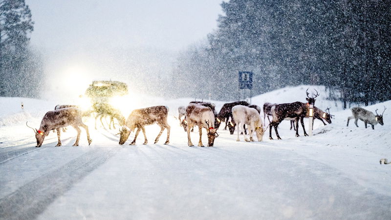 Renar på vägbanan på väg E45 söder om Åsarna i Jämtland. Foto: Pontus Lundahl/TT.