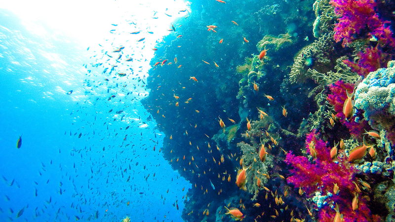 Korallrevet utanför Hurghada hotas av stigande vattentemperaturer och sjunkande järnankare. Foto: Magnus Bjerg Sturm.