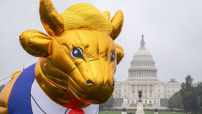 Den kristna orgsaniationen Faithful America har rest en 4,5 meter hög gyllene kalv framför Vita huset i protest mot Donald Trump. Foto: Kevin Wolf/AP/TT.