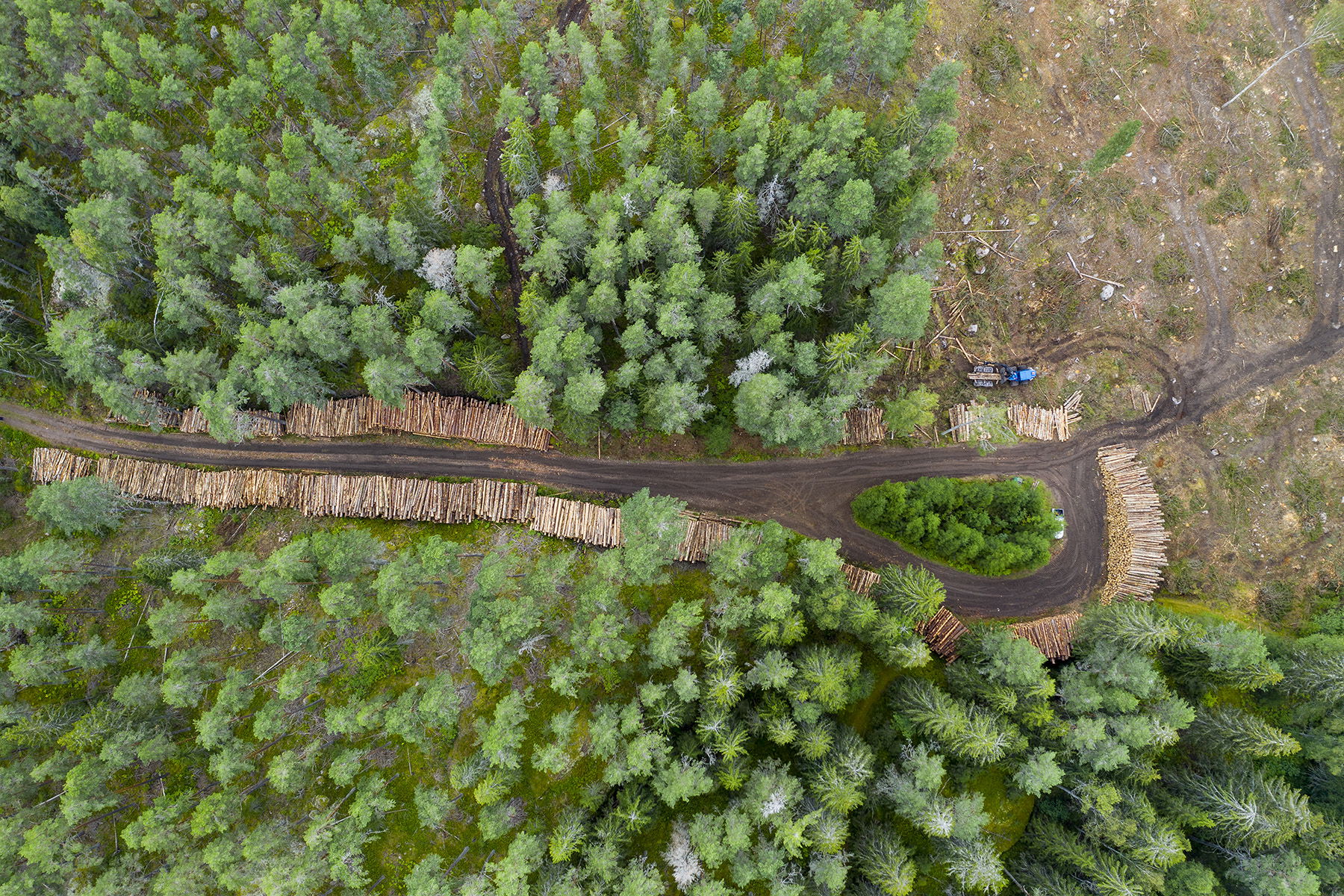 En avläggningsplats för timmer i Östergötland. Foto: Thomas Adolfsén/TT.