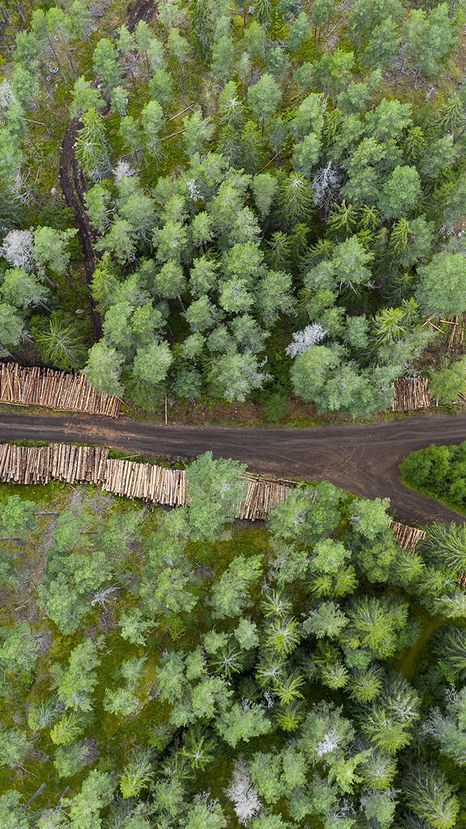 En avläggningsplats för timmer i Östergötland. Foto: Thomas Adolfsén/TT.