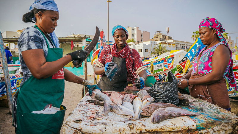 Handlarna förbereder fisken på marknaden i Dakar, i ett Senegal som drabbats hårt av utfiske från internationella trålare. Foto: Grace Ekpu/AP/TT.