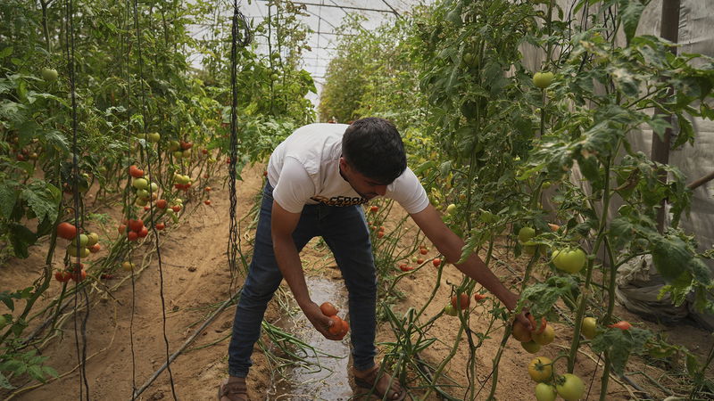 Den palestinska bonden Mahmoud Al-Shaer plockar tomater i ett växthus i Khan Younis i södra Gazaremsan, fredagen den 25 april 2025. Foto: Abdel Kareem Hana/AP/TT.