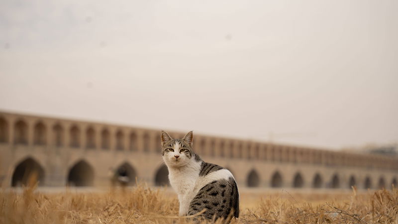 En misse ser ut över den uttorkade Zayandehfloden i iranska Esfahan, den 1 december 2025. Foto: Hozi/MEI/Sipa.