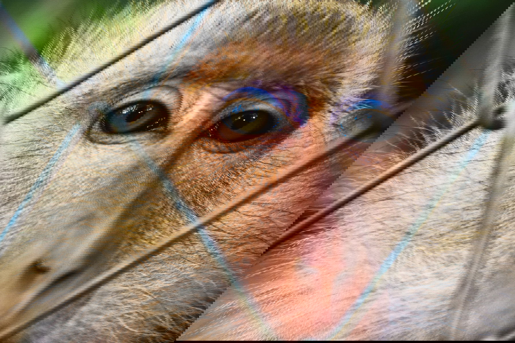 Makaker lever främst i Asien, i ett område som sträcker sig från Afghanistan i väst till Japan i öst. En art, berberapan, hittar man dock i Marocko och på Gibraltar. Foto: Kafi/Adobe stock.