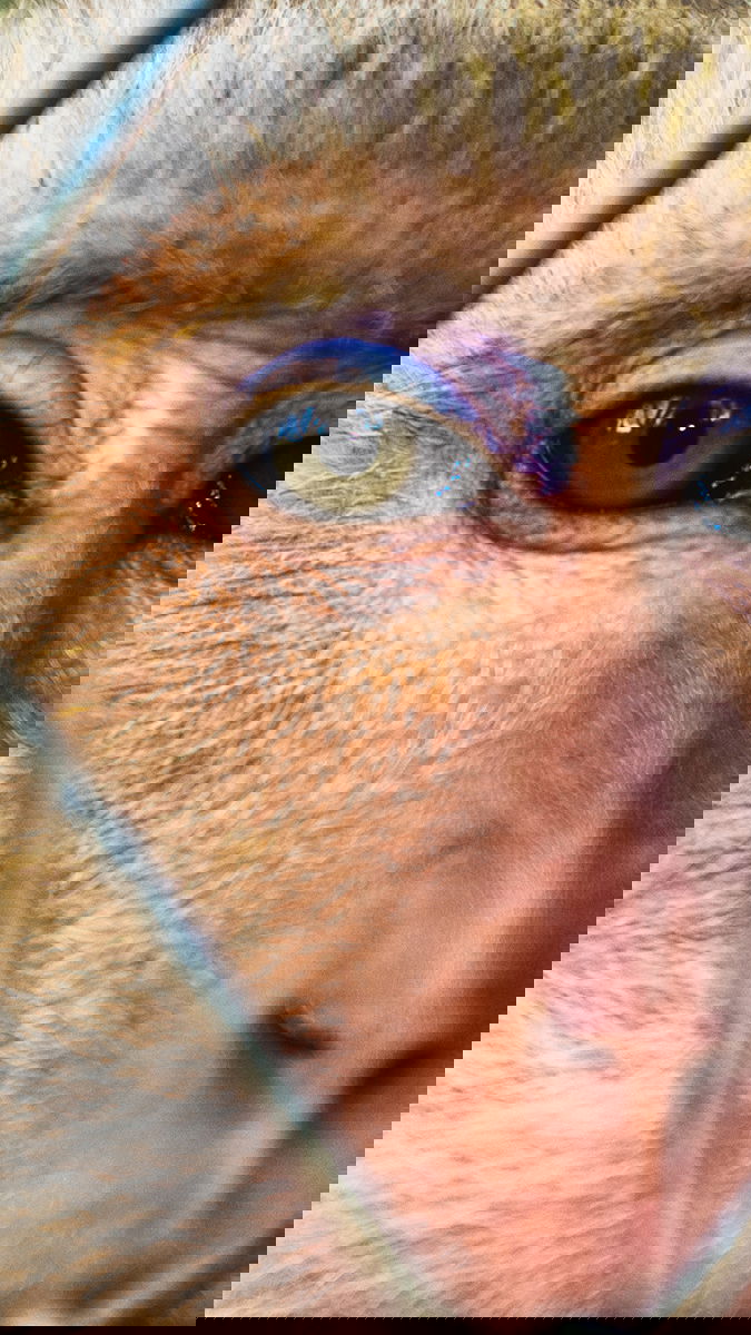 Makaker lever främst i Asien, i ett område som sträcker sig från Afghanistan i väst till Japan i öst. En art, berberapan, hittar man dock i Marocko och på Gibraltar. Foto: Kafi/Adobe stock.