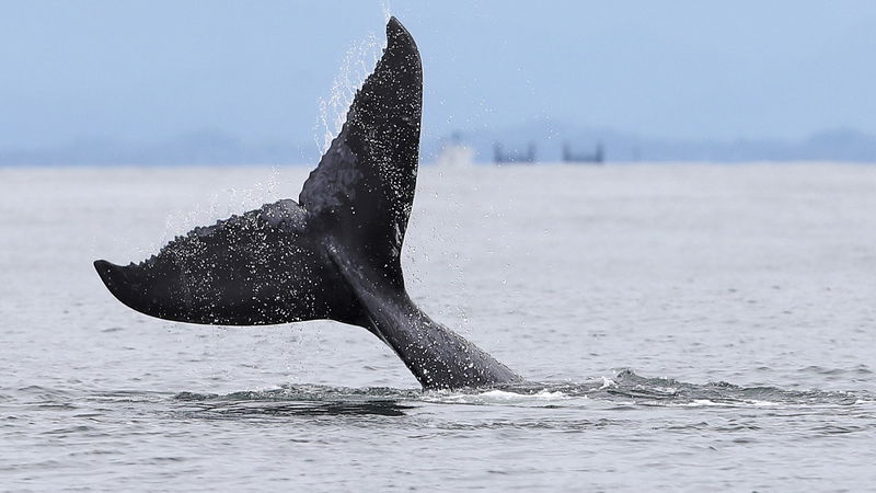 Klassikern ”Moby Dick” är ramberättelsen i Xiaolu Guos politiskt uppdaterade äventyrsbok.